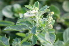 Atriplex suberecta