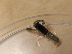 Pacifastacus leniusculus