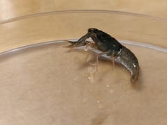 Pacifastacus leniusculus