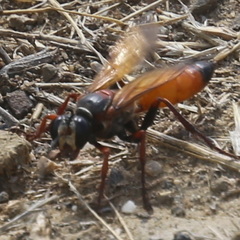 Sphex flavipennis