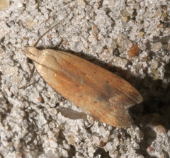 Anacampsis fullonella