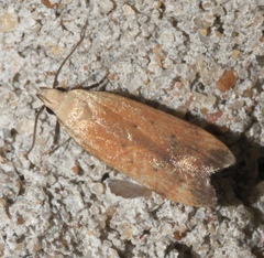 Anacampsis fullonella