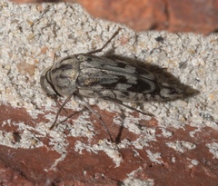 Yakuhananomia bidentata