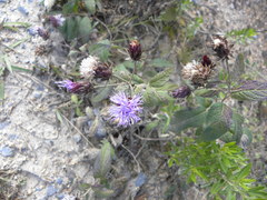 Vernonia greggii