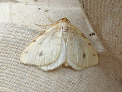 Macaria ribearia