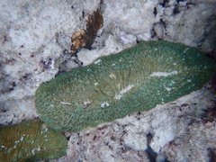 Herpolitha limax image