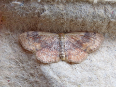 Leptostales ferruminaria