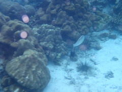 Scolopsis margaritifera