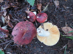 Russula romellii