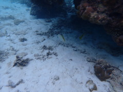 Chaetodon lineolatus