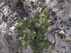 Petrophytum caespitosum