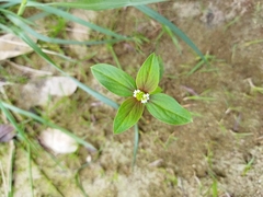 Spermacoce ocymoides