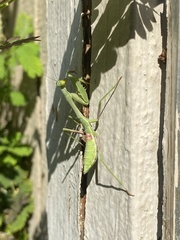 Stagmomantis