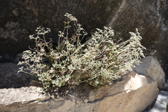 Eriogonum corymbosum