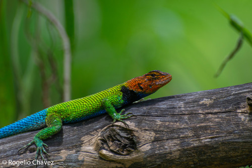 Sceloporus taeniocnemis Cope, 1885