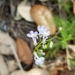 Lobelia homophylla