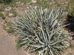 Yucca baccata