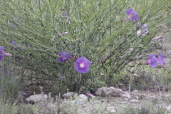 Ipomoea sescossiana