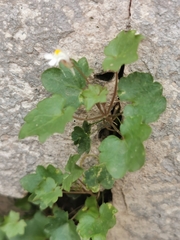 Cymbalaria muralis