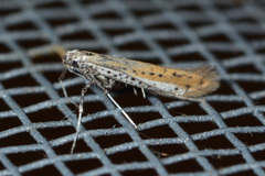 Aspilapteryx tringipennella