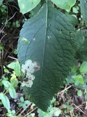 Calycomyza flavinotum