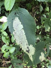 Calycomyza flavinotum