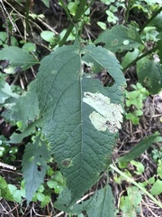 Calycomyza flavinotum