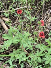 Potentilla thurberi
