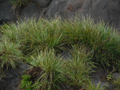 Paspalum lilloi