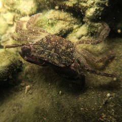 Ptychognathus altimanus