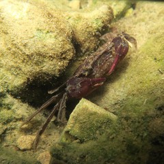Ptychognathus altimanus