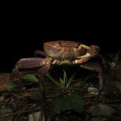 Geothelphusa grandiovata