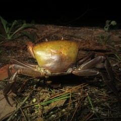 Geothelphusa grandiovata