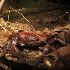 Geothelphusa grandiovata