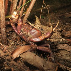 Geothelphusa grandiovata