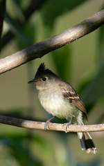 Xenotriccus mexicanus