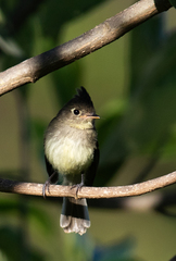 Xenotriccus mexicanus