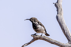 Cinnyris fuscus fuscus