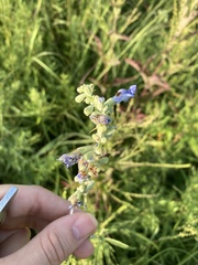 Salvia azurea