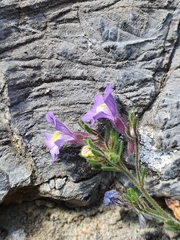 Chaenorhinum