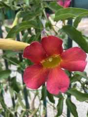 Amphilophium buccinatorium