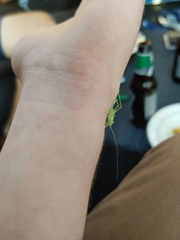 Meconema meridionale