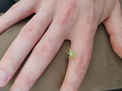 Meconema meridionale