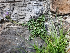 Chaenorhinum