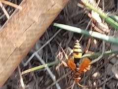 Cryptocheilus annulatus