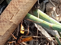 Cryptocheilus annulatus