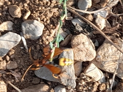 Cryptocheilus annulatus