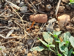 Cryptocheilus annulatus