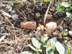 Cryptocheilus annulatus