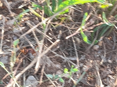 Cryptocheilus annulatus